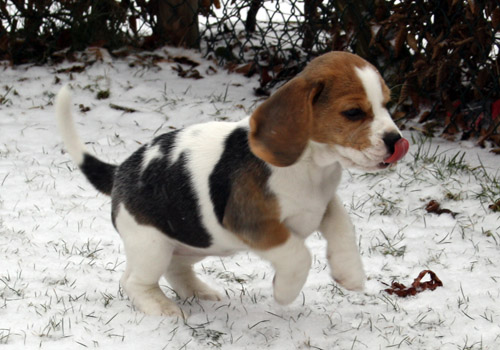 Beaglewelpen spielt im Schnee